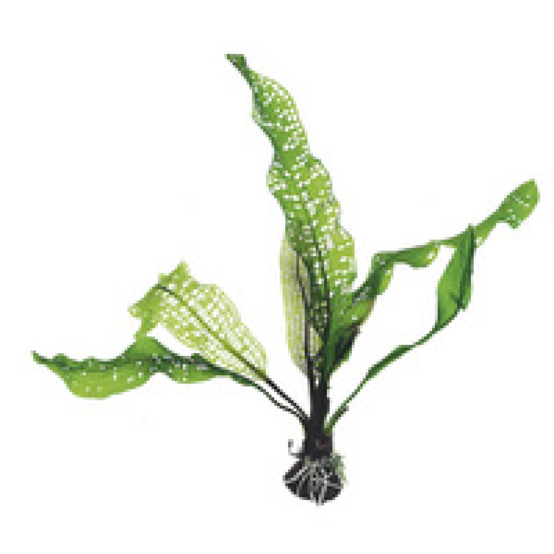 6x Aponogeton Fenestralis